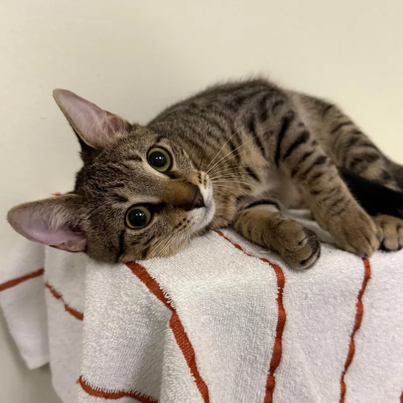 A baby small-sized male Brown / Chocolate Domestic Short Hair cat named Milo for adoption in Houston, TX