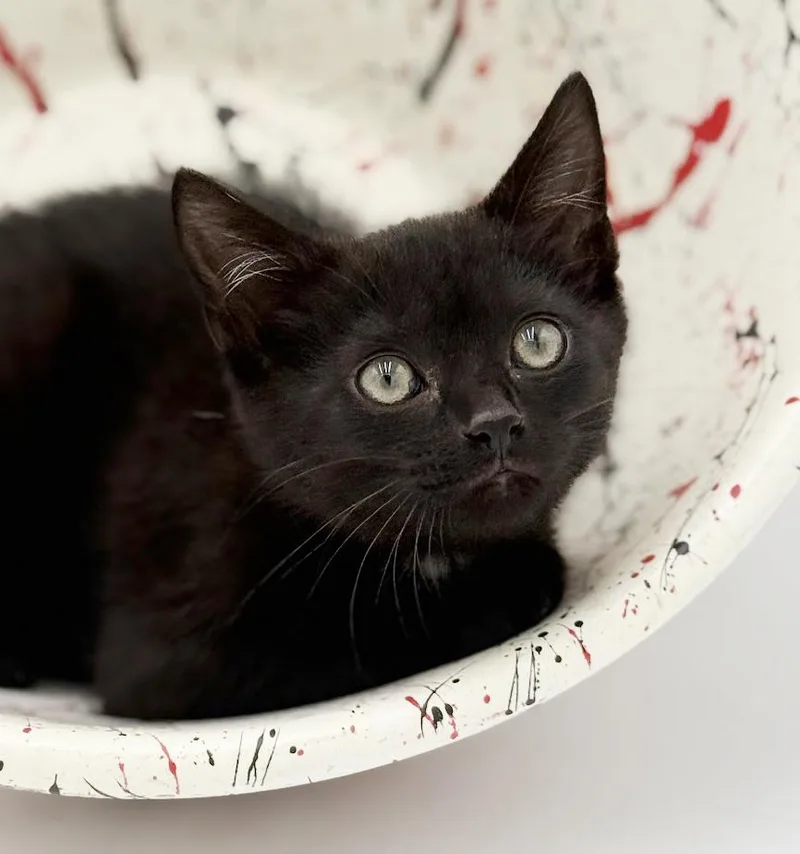 Buttons  Baby Orphan