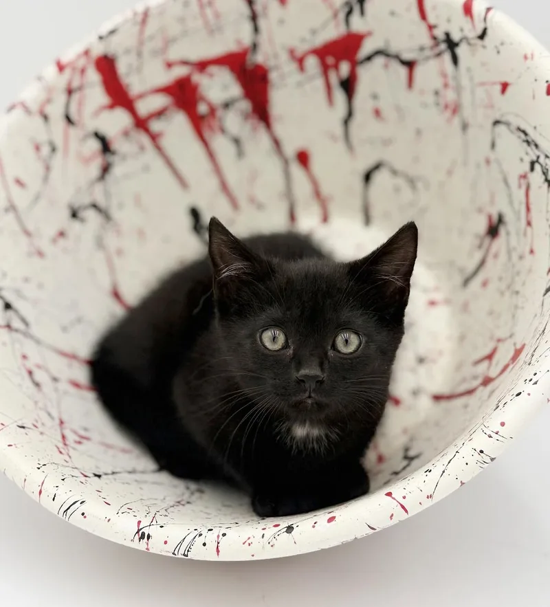 Buttons  Baby Orphan thumbnail 4