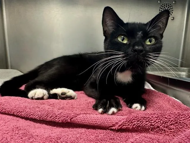 A young small-sized female Domestic Short Hair cat named Fiammetta for adoption in Boston, MA