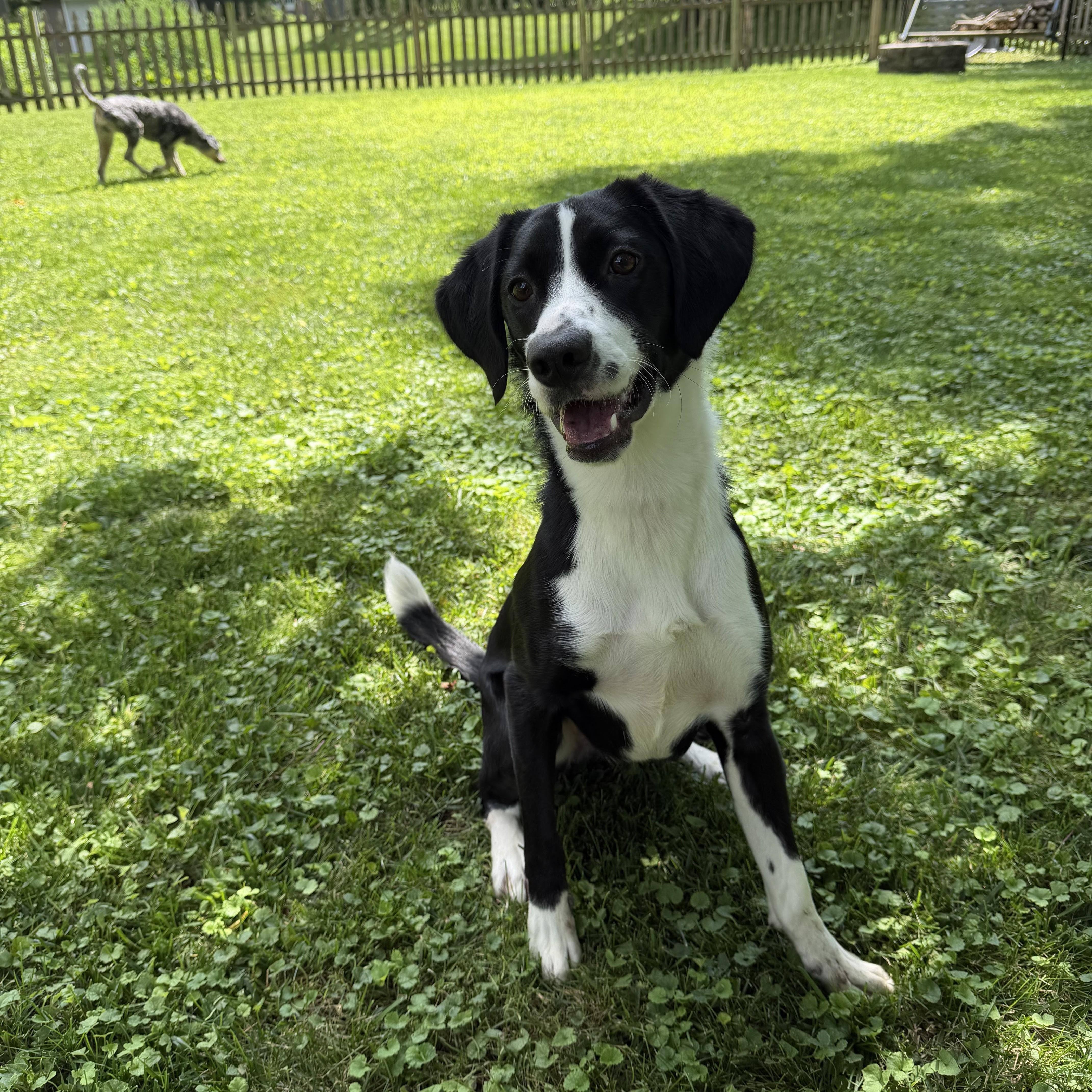 A young medium-sized female Black Border Collie dog named Molly for adoption in Normal, IL