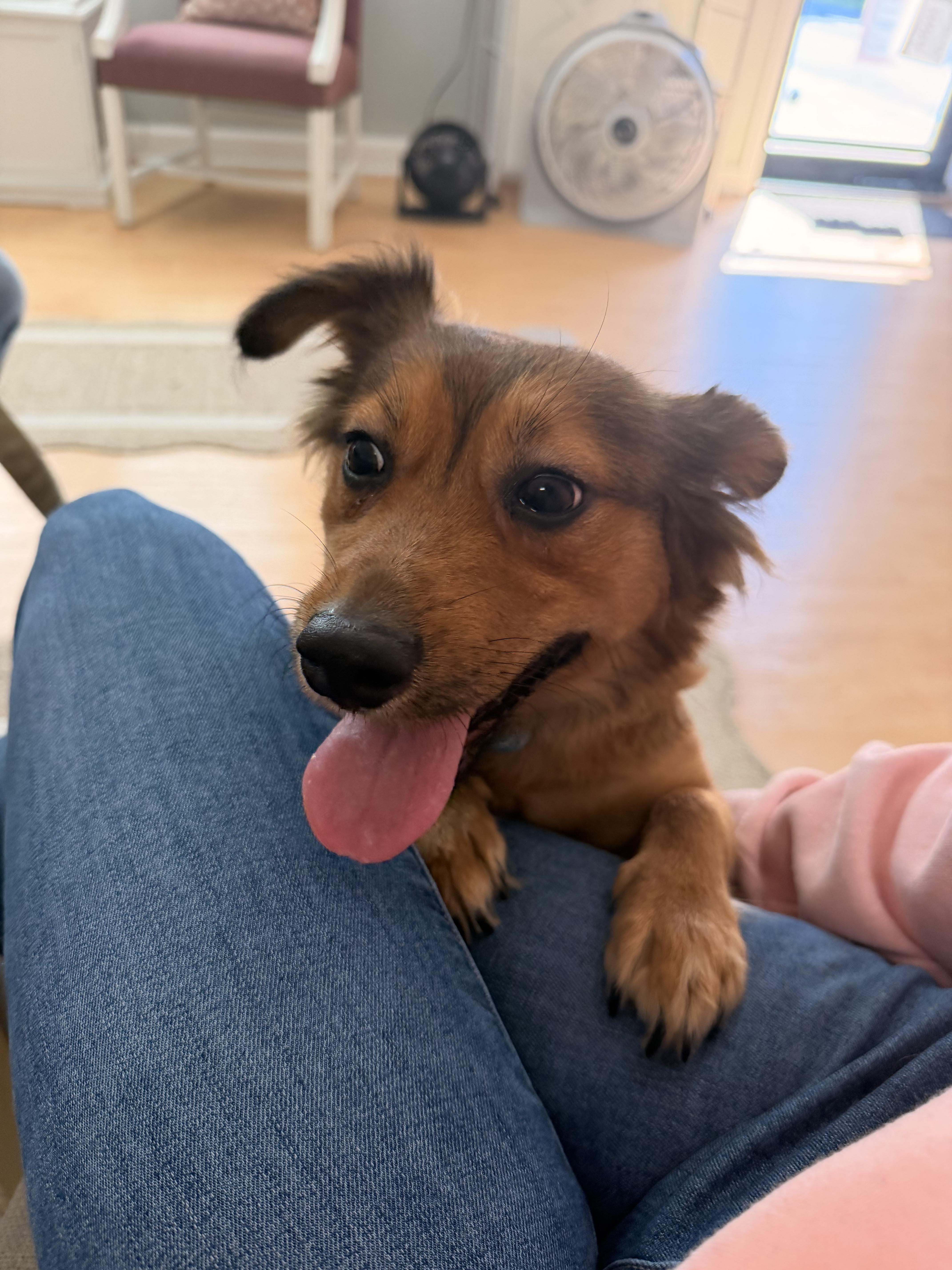 A young small-sized female Red / Chestnut / Orange Miniature Dachshund dog named Gia for adoption in Suffolk, VA