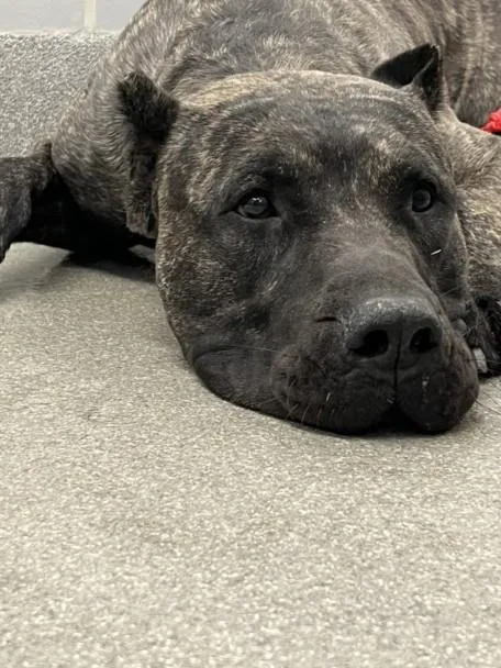 An adult large-sized male Cane Corso dog named Silas for adoption in Las Vegas, NV
