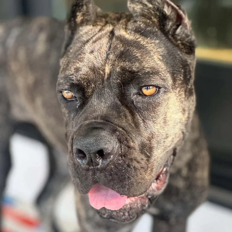 Rocco