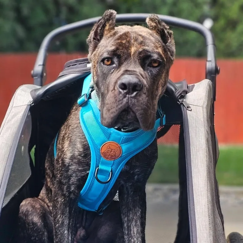 Rocco thumbnail 2