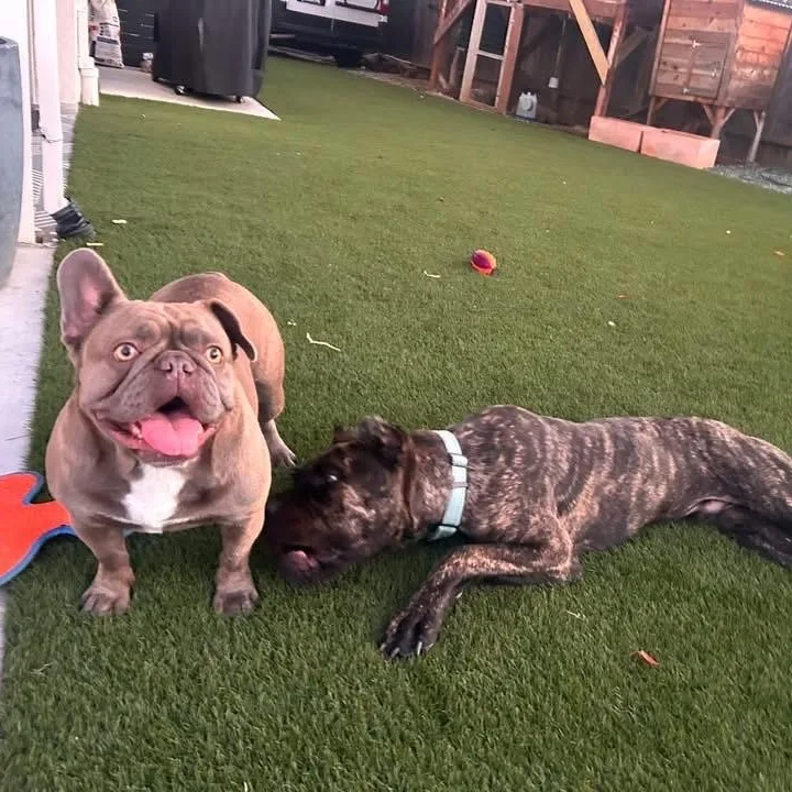 Rocco thumbnail 4