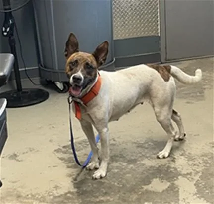 A young large-sized female Australian Cattle Dog / Blue Heeler dog named Sasha for adoption in Tallahassee, FL
