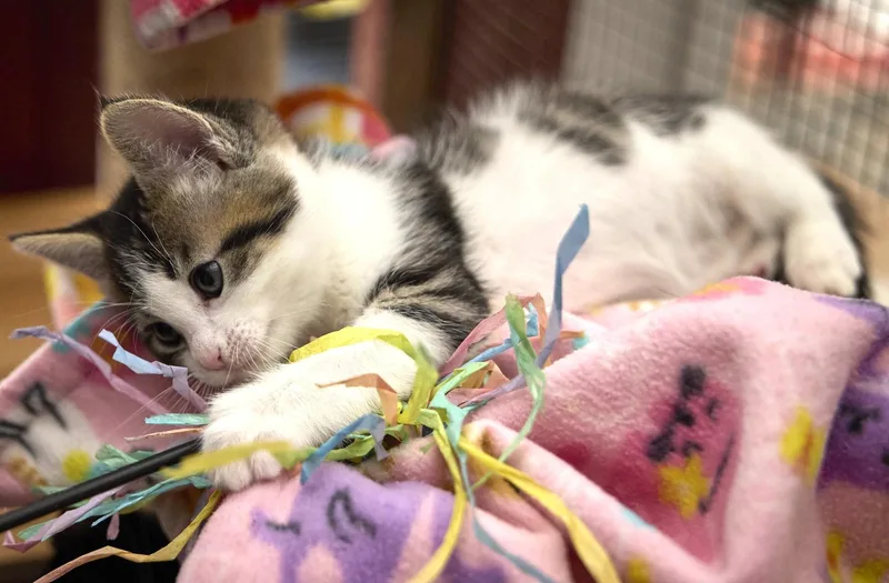 A baby medium-sized male Domestic Short Hair cat named Snickerdoodle for adoption in Santa Barbara, CA