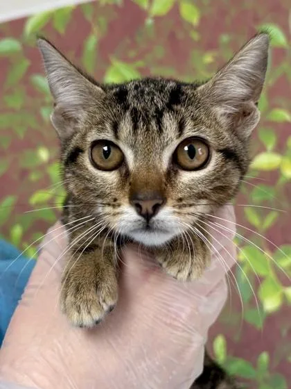 A young small-sized female Domestic Short Hair cat named Kicks for adoption in San Antonio, TX