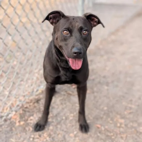 An adult medium-sized female Labrador Retriever dog named Auburn for adoption in Conroe, TX