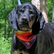 A young large-sized male Black and Tan Coonhound dog named Joe Cool for adoption in Leawood, KS