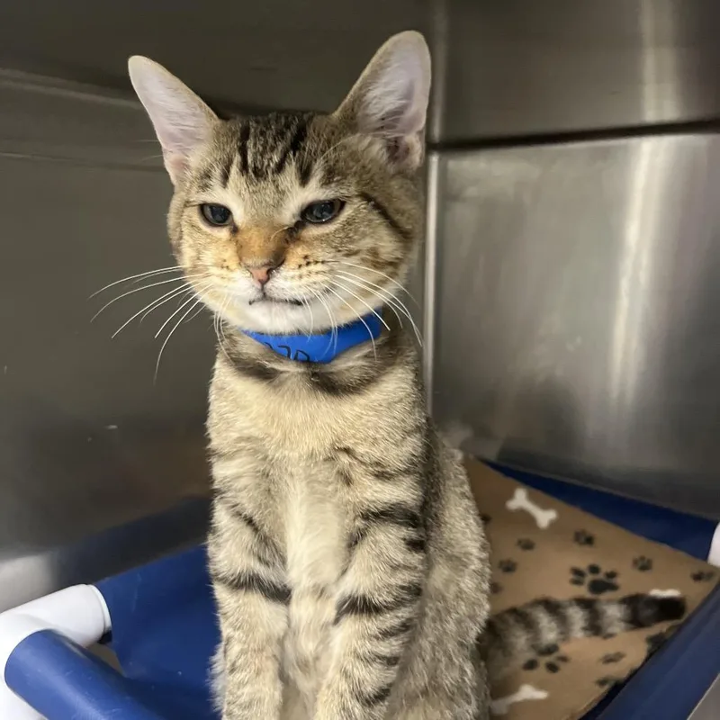 A baby medium-sized male Brown / Chocolate Domestic Short Hair cat named Giraffe for adoption in Lakeland, FL