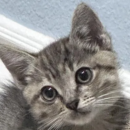 A baby medium-sized female Domestic Short Hair cat named Smooth Criminal for adoption in Pleasanton, CA