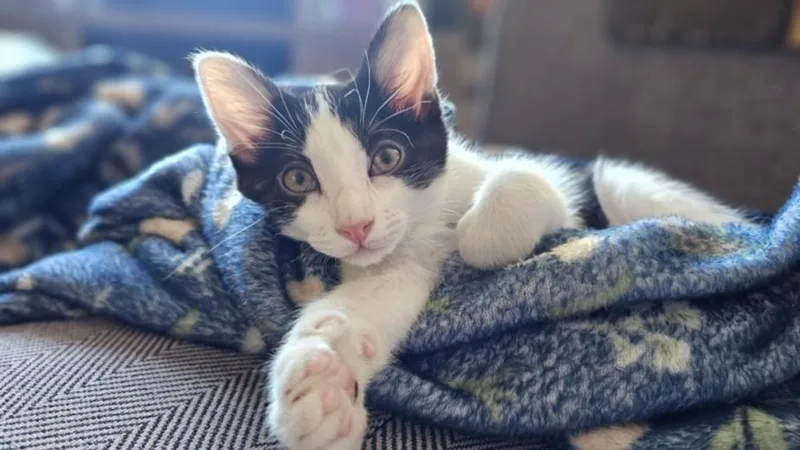 An adult small-sized male Domestic Short Hair cat named Todd for adoption in Burbank, CA