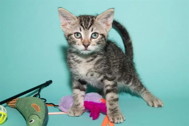 A baby small-sized male Domestic Short Hair cat named Simon for adoption in Santa Monica, CA