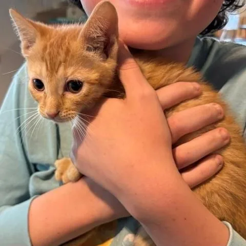 A baby small-sized male Tabby (Orange / Red) Domestic Short Hair cat named Canteloupe Vandeusen for adoption in Morrison, CO
