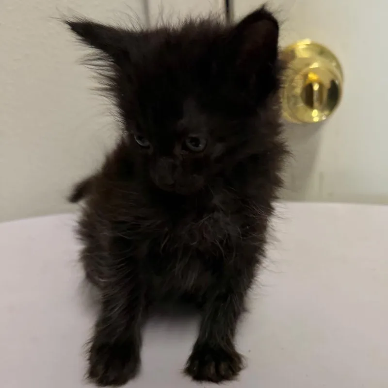 A baby small-sized male Black Domestic Medium Hair cat named Gator for adoption in Floresville, TX
