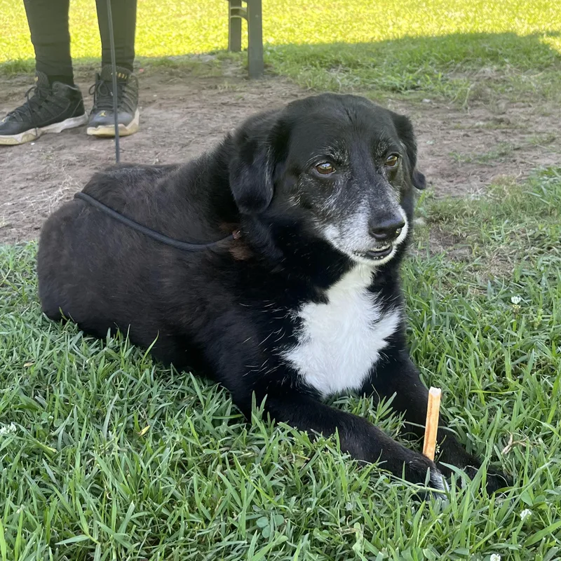 A senior medium-sized male Black Mixed Breed dog named Kodak At Jefferson Feed for adoption in Jefferson, LA