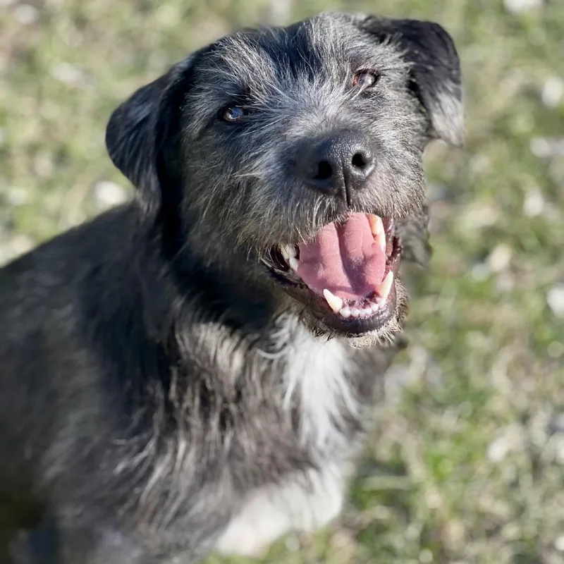 A young medium-sized male Black Terrier dog named Bruce for adoption in Alma, WI