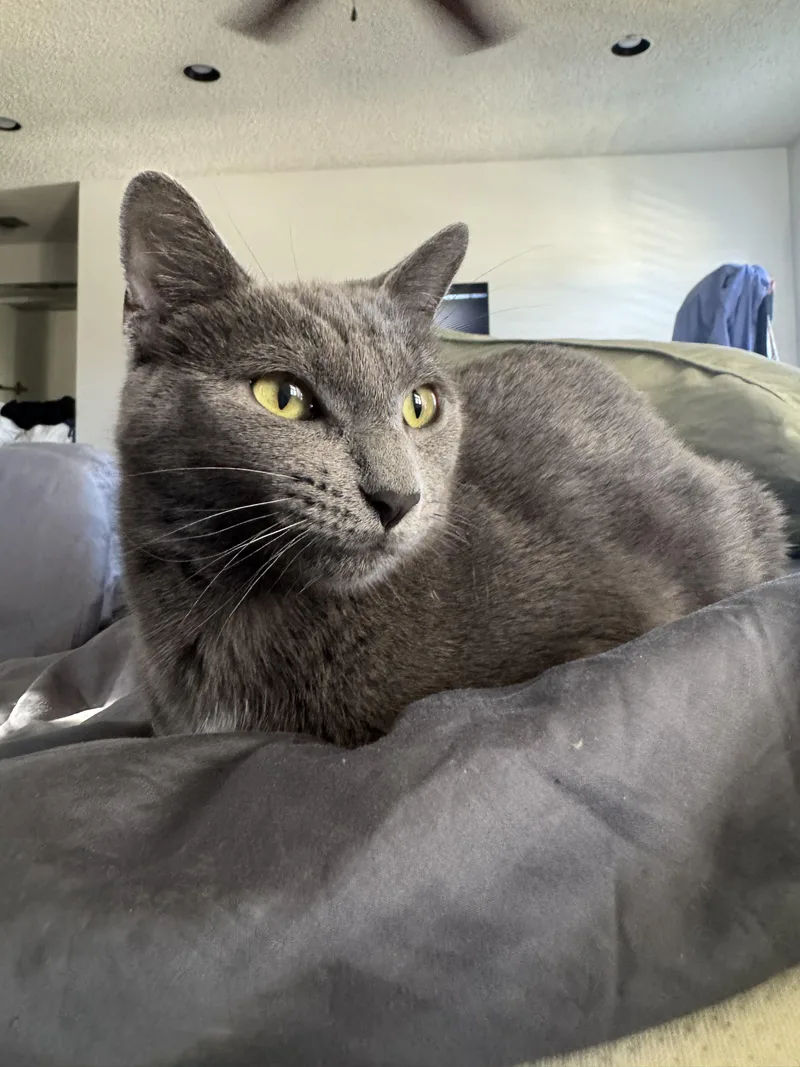 A young medium-sized female Gray / Blue / Silver Domestic Short Hair cat named Merry for adoption in Coconut Creek, FL