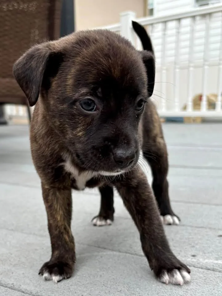 A baby medium-sized male Terrier dog named Bear for adoption in Berlin, NJ
