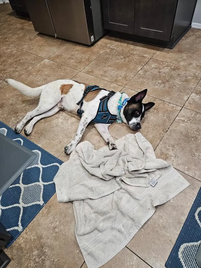 A young medium-sized male Cattle Dog named Bandit for adoption in Chandler, AZ