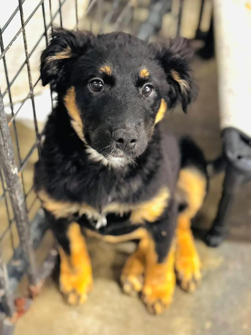 A baby medium-sized female Mixed Breed dog named Loretta Lynn for adoption in Rock Hill, NY