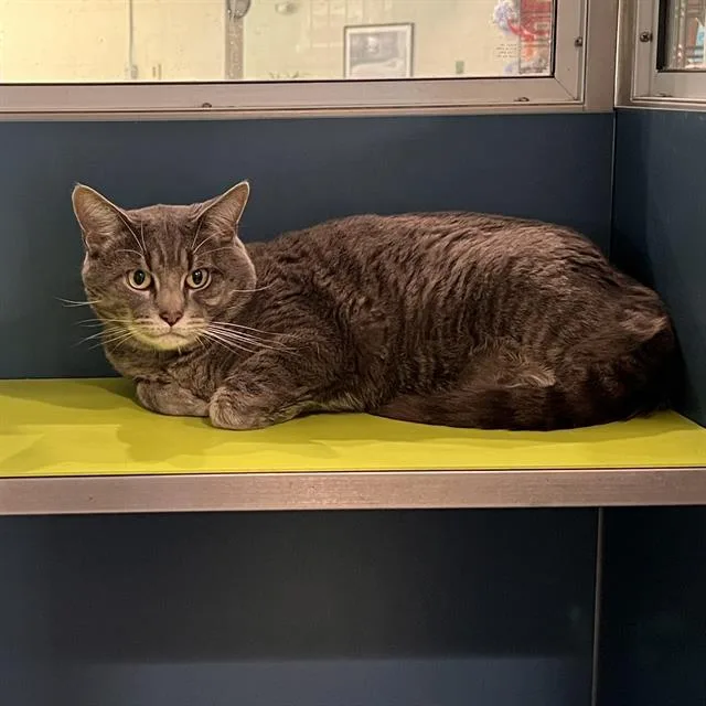 An adult small-sized male Domestic Short Hair cat named Moon for adoption in Methuen, MA