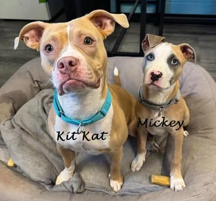 Kit Kat and Mickey thumbnail 4