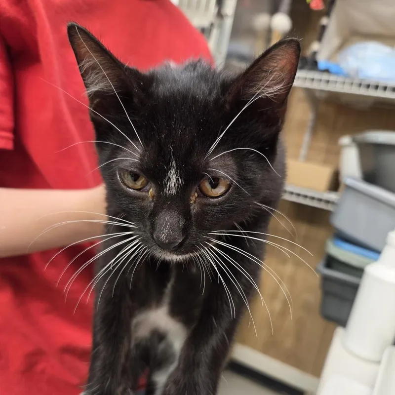 A baby small-sized male Black Domestic Short Hair cat named Wesson for adoption in Leander, TX