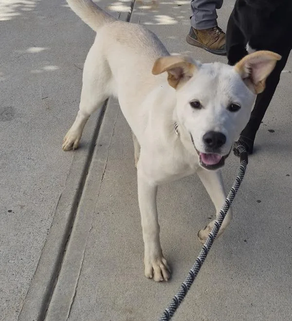 A young medium-sized female Labrador Retriever dog named Pen for adoption in Lawrenceville, GA