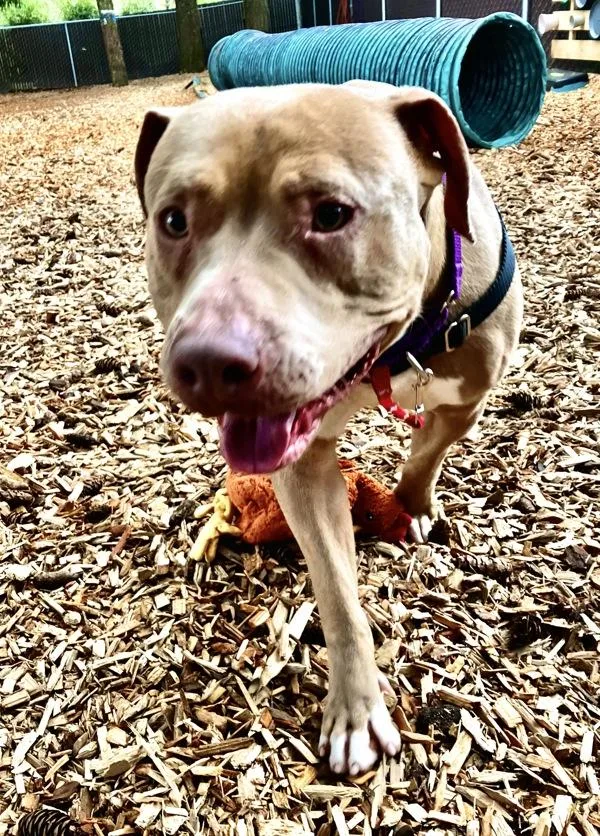 An adult medium-sized male Pit Bull Terrier dog named Texas for adoption in Vancouver, WA