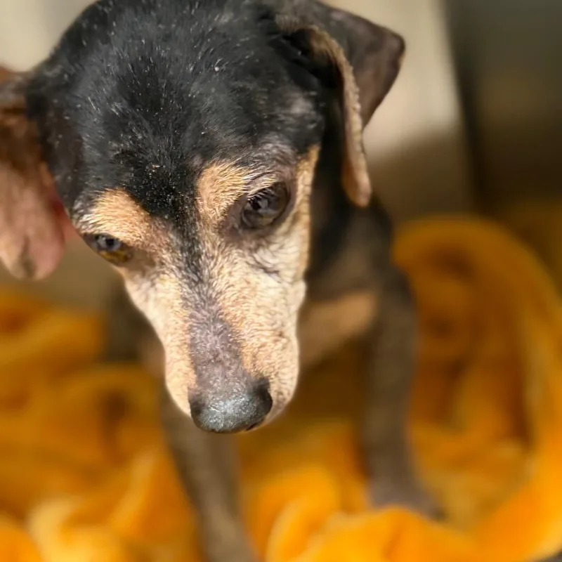 A senior small-sized male Black Dachshund dog named Cricket for adoption in Galveston, TX