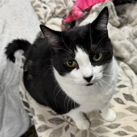 A senior medium-sized female Domestic Short Hair cat named Oreo Age Owner for adoption in Clifton, NJ