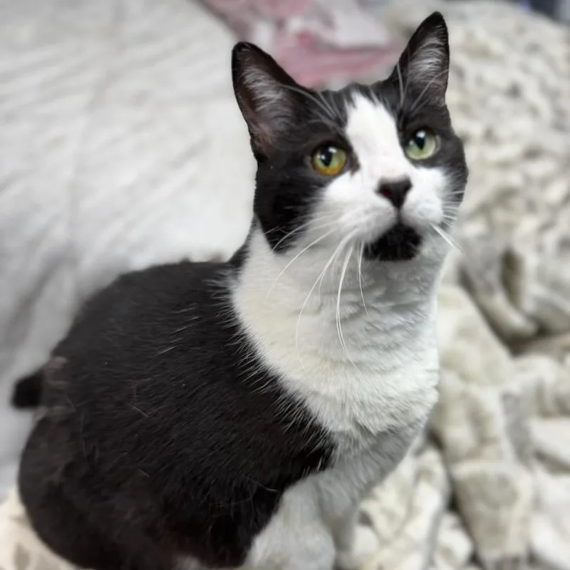 Oreo Age  Owner thumbnail 5