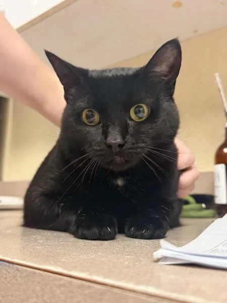 An adult small-sized female Domestic Short Hair cat named Jewels for adoption in Salisbury, MD