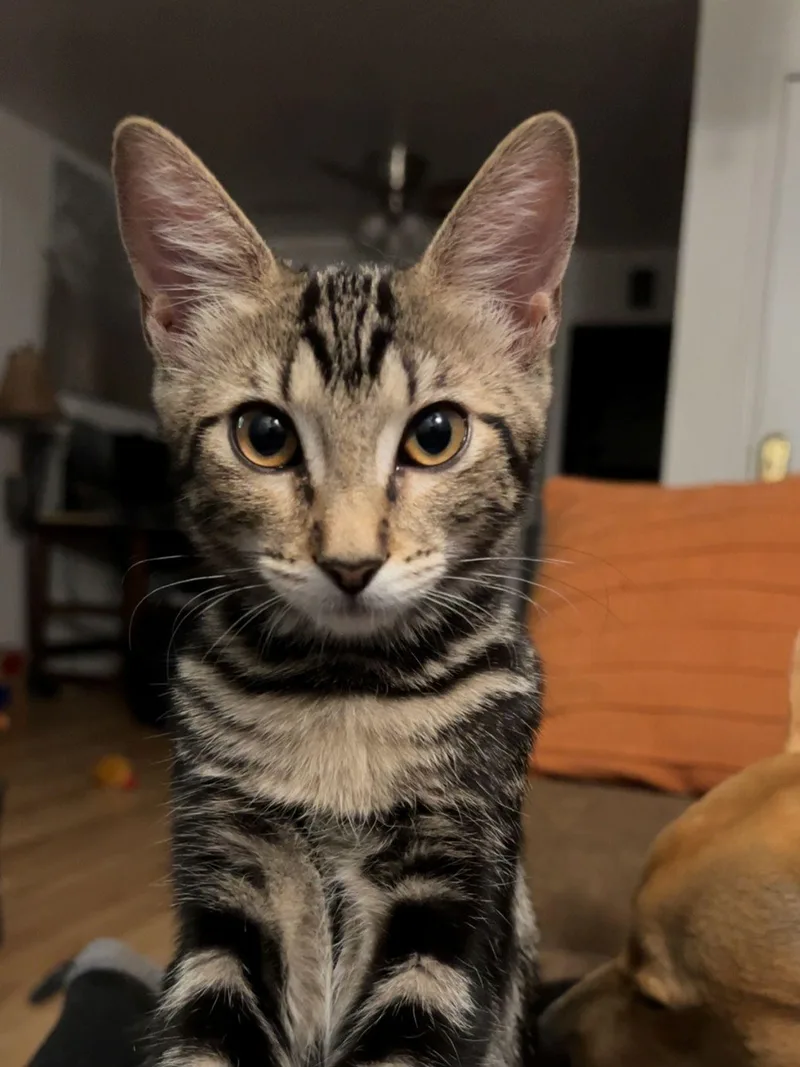 A baby medium-sized female Tabby (Brown / Chocolate) Domestic Short Hair cat named Honey for adoption in Lodi, CA