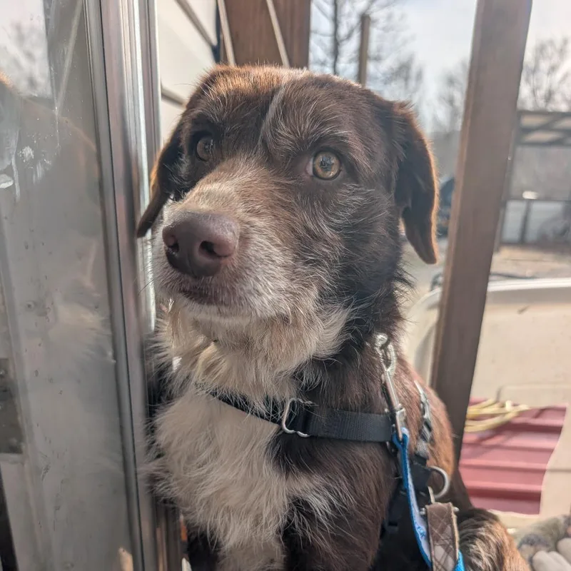 A young small-sized male Brown / Chocolate Mixed Breed dog named Ollie for adoption in Madison, WI