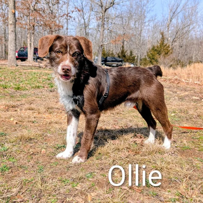 Ollie thumbnail 2