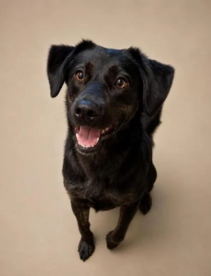 An adult medium-sized female Australian Shepherd dog named Anna for adoption in Bowling Green, KY