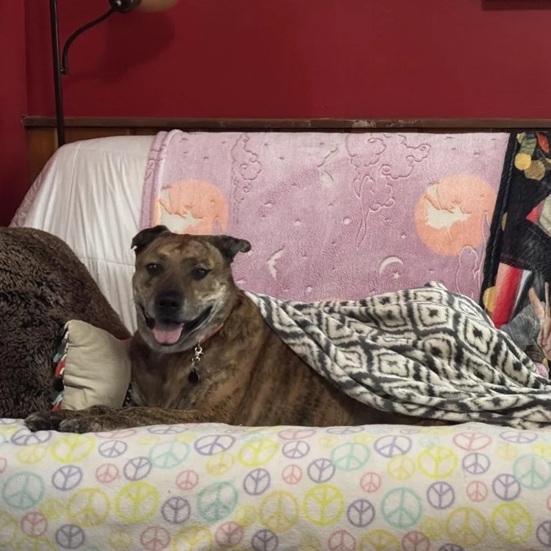 A senior large-sized male Brindle Catahoula Leopard Dog dog named Bug for adoption in Birdsboro, PA