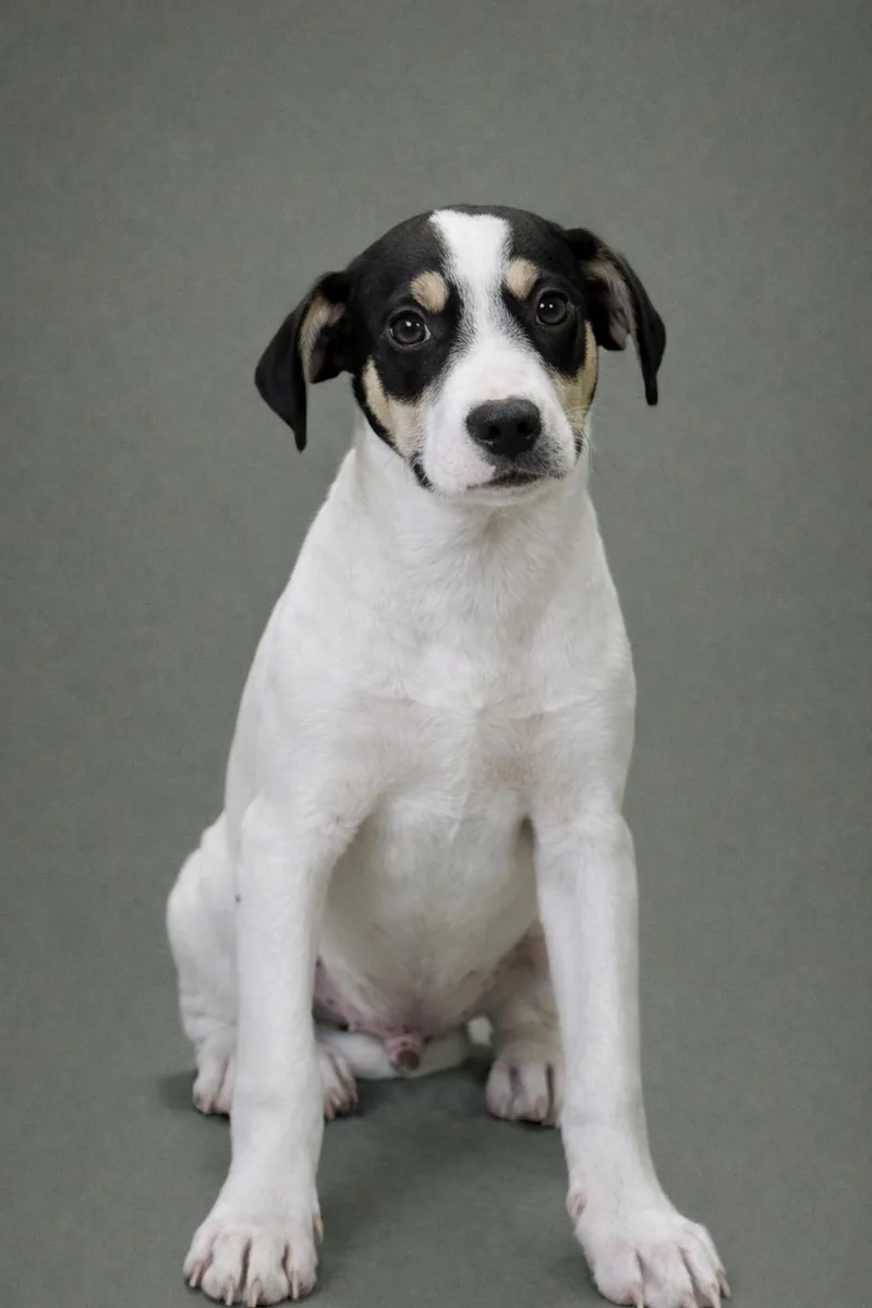 A young small-sized male White / Cream Terrier dog named Spruce for adoption in Hondo, TX