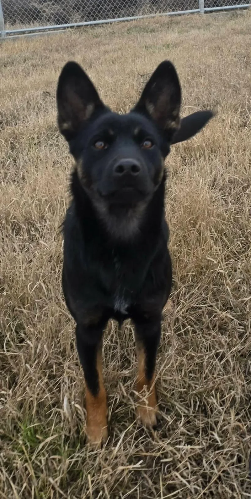 Raggedy Anne: Ridge Dog thumbnail 2