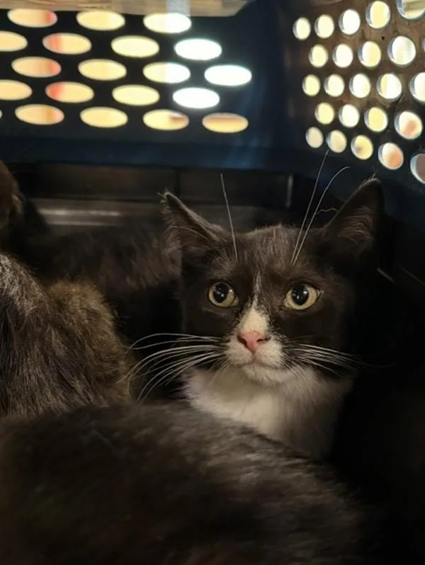A baby small-sized male Domestic Short Hair cat named Birch for adoption in Virginia Beach, VA