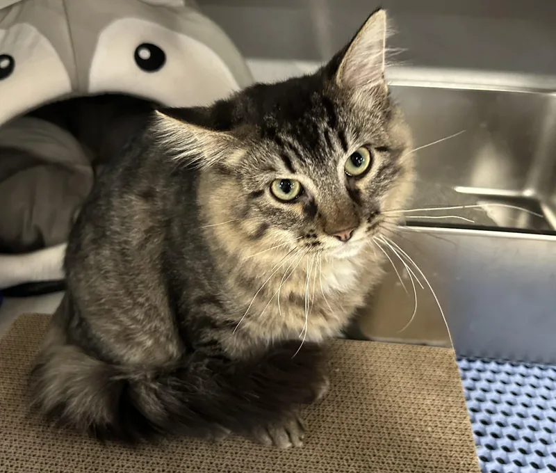 A young medium-sized male Tabby (Brown / Chocolate) Domestic Short Hair cat named Zen for adoption in Webster City, IA