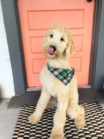 A baby large-sized male Poodle dog named Kirby for adoption in Orlando, FL