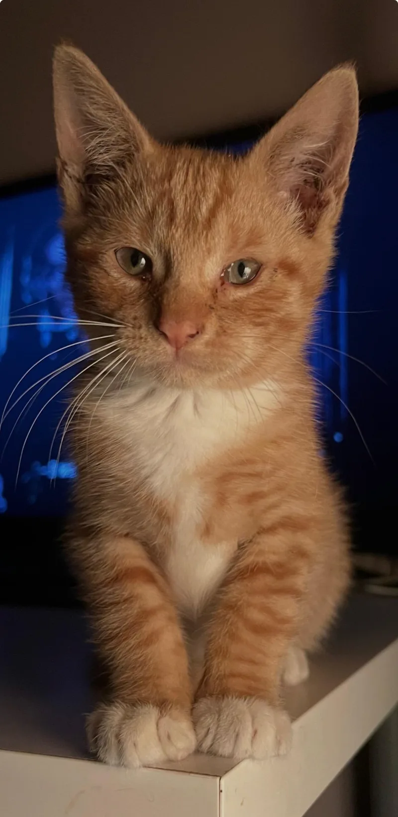 A baby small-sized male Orange & White Domestic Short Hair cat named Biff for adoption in North Haledon, NJ