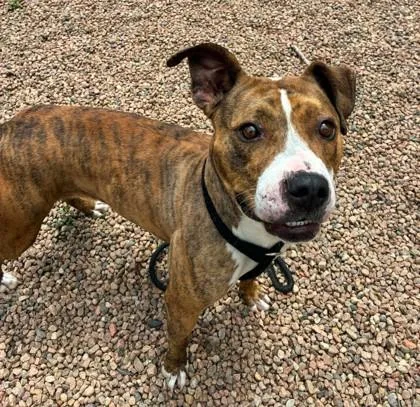 An adult medium-sized female Brindle Pit Bull Terrier dog named Diamond for adoption in Canon City, CO
