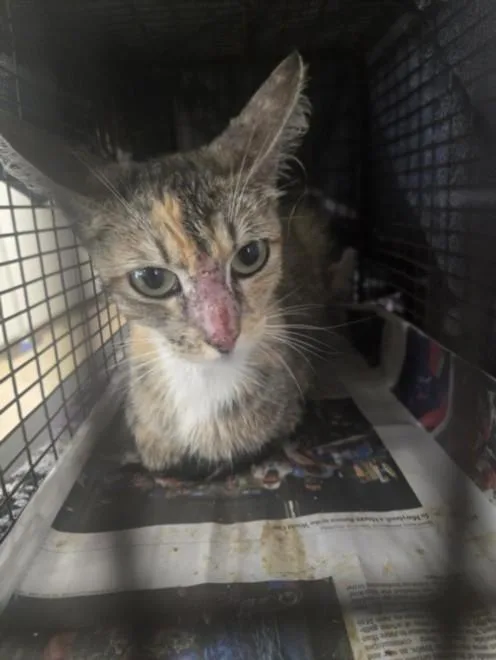 An adult small-sized female Domestic Short Hair cat named A for adoption in San Pedro, CA
