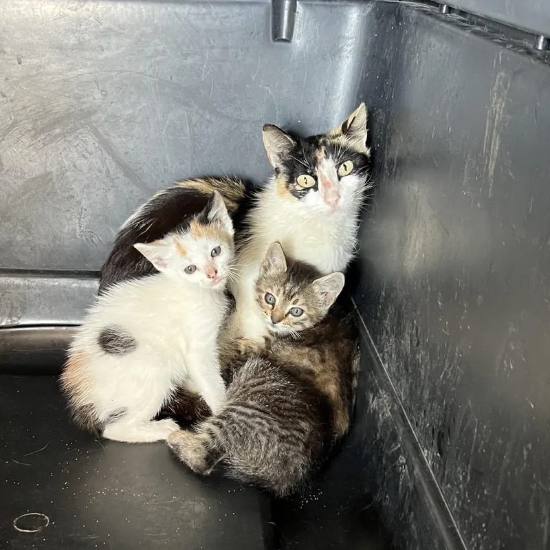 An adult medium-sized female Calico Domestic Short Hair cat named Fawn for adoption in Lake Jackson, TX